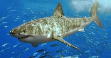 حقيقة ظهور سمكة قرش بمرسى علم.. هيئة المتنزهات البحرية تقدم بلاغا بالواقعة.. طوارئ فى البيئة لمراقبة المنطقة.. دراسة عالمية: ارتفاع درجة حرارة المحيطات وراء هجرة القروش خارج مناطق الحماية من الصيد 