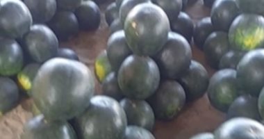 بث مباشر.. البطيخة بـ8 و10 جنيهات والكبيرة بـ15 فى سوق بلطيم بكفر الشيخ