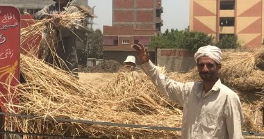 القمح فى ليلة عيده.. حصاد الذهب الأصفر وسط أجواء مبهجة بحقول الغربية.. لايف
