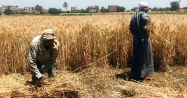 غرفة علميات التموين: انتظام توريد القمح المحلى من المزارعين