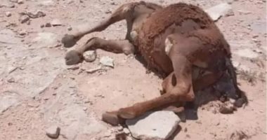 محافظ مطروح يوجه بسرعة بحث استغاثة بشأن نفوق عدد من الإبل بمنطقة أوجارين