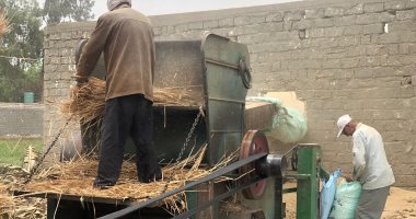 يا جمال قمح بلدنا.. شاهد لحظة "درس" محصول الذهب الأصفر فى الدقهلية
