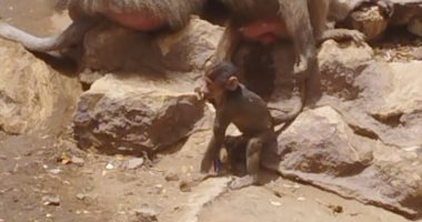 دلوعة بابا وماما.. شاهد ماذا يفعل  "زيكو" أصغر مولود بجبلاية القرود بحديقة الحيوان