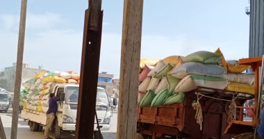 توريد 109 آلاف و634 طن قمح لصوامع وشون كفر الشيخ