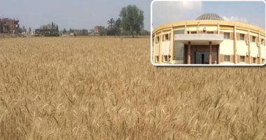 "الطاقة الذرية" تدعو "الزراعة" لاختبار طفرات القمح بمزارع الهيئة للاستفادة من 33% زيادة فى إنتاج المحصول.. الفريق البحثى: تم اختبار جميع المحاصيل وثبتت جودتها.. والسنبلة الواحدة تحمل 320 حبة زيادة عن التقليدية