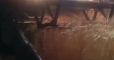 "الذهب الأصفر".. شاهد حصاد القمح بأحدث الآلات الزراعية فى كفر الشيخ (لايف)