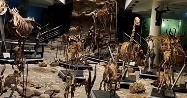 شاهد.. حوت وزرافة وفرس نهر فى المتحف الحيوانى بحديقة حيوان الجيزة