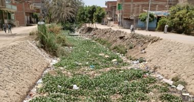 شكوى من تغطية ورد النيل لترعة الحزانية في القليوبية.. والمحافظ يرد