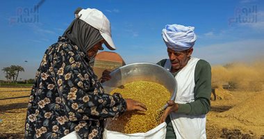 حصاد ودريس القمح البلدى.. الذهب الأصفر يزين أراضى الجيزة