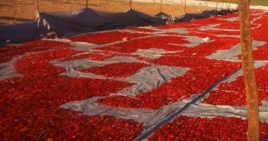 حصاد الطماطم وتجفيفها للتصدير للخارج.. خير ورزق فى مزارع جبال الأقصر × 17 صورة
