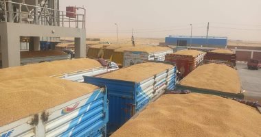 زراعة الوادى الجديد: توريد 229 ألف طن قمح للصوامع داخل وخارج المحافظة.. صور