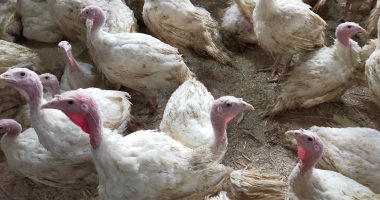 العوائد والأرباح مفاجأة.. مشروع تربية الرومى الأبيض الهجين على سطح البيت.. الكتكوت يُباع عمر شهر وزن كيلو وربع بـ140جنيها ويصل وزنه لـ 25 كيلو بعد 3 شهور.. صاحب مزرعة: الفرخ الواحد يأكل 40 كيلو علف ومكسبه سريع