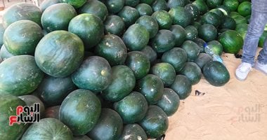 معهد البحوث الزراعية: البطيخ آمن جدا.. والمبيدات المسرطنة لم تعد موجودة