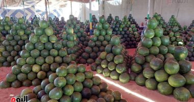 يا جمال البطيخ والطماطم والخيار فى المنيا.. الخضار والفاكهة فى الصعيد حاجة تانية