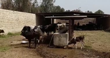 شاهد أول مزاد علنى لبيع مواشى المستريح فى أسوان.. لايف