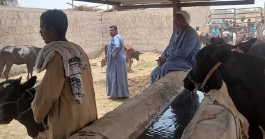 بيع مواشى "مستريح أسوان" فى مزاد علنى بـ3 ملايين جنيه.. لايف