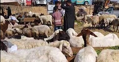 سوق المواشى بالشرقية يستعد لعيد الأضحى مبكرا.. إقبال كثيف وأسعار متفاوتة.. بث مباشر