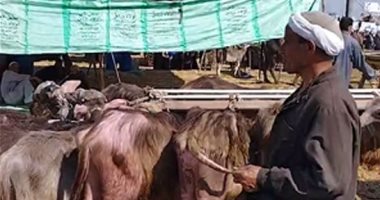عجل الجاموس البلدى بـ6500 جنيه فى أكبر سوق مواشى بالشرقية
