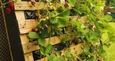 اعرف إزاى تعمل حديقة متكاملة فى بلكونة صغيرة.. 10 أفكار