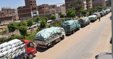 توريد 243 ألف طن من محصول القمح بالشون والصوامع الحكومية بالمنيا .. صور