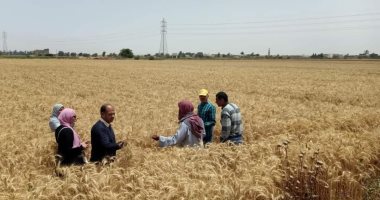 محافظة الإسكندرية: حصاد 25 ألف فدان قمح منذ بداية الموسم