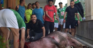 إيسترن كومبانى يذبح "عجل" لفك النحس قبل مواجهة سموحة.. صور