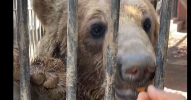 الدبان "سعيد ووردة" عاملين قلبان فى حديقة الحيوان بشقاوتهما.. فيديو