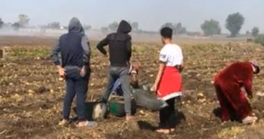 الإيد الشقيانة كسبانة.. شاهد فرحة الفلاحين فى حصاد محصول البطاطس بالدقهلية