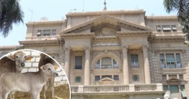 كيف يسهم مشروع البتلو فى توفير اللحوم الحمراء؟.. رأس ماله 6 مليارات و500 مليون جنيه.. وأكثر من 435 ألف رأس من الماشية للتسمين.. و39 ألف مستفيد ضمن  حياة كريمة.. الزراعة: مسموح بالتمويل حتى 50 رأسا