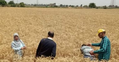 فى عيد حصاده.. مانشيت يجرى معايشة لحصد وتوريد القمح 