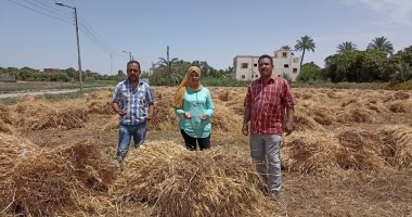الزراعة تكثف جهودها لمتابعة حصاد القمح وتسهيل توريد المحصول بالمحافظات