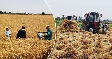 محافظ الوادى الجديد: توريد 269 ألف طن قمح للصوامع والشون بالمحافظة
