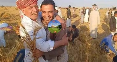 مطروح الخير.. حصاد الشعير بالنجيلة.. والتبرع بجزء من بيعه للأرامل والمطلقات