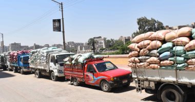 توريد 293 ألف طن من الأقماح بالشون والصوامع الحكومية في المنيا.. صور