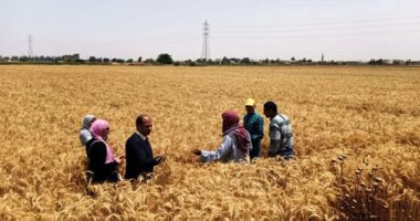 زراعة القليوبية: حصاد 46900 فدان قمح وتوريد 124 ألف طن للصوامع