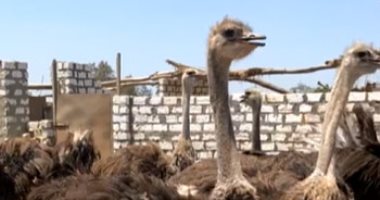 بيزنس الملايين.. النعام ثروة.. كيلو اللحم بـ300 جنيه والريش بـ1500.. فيديو