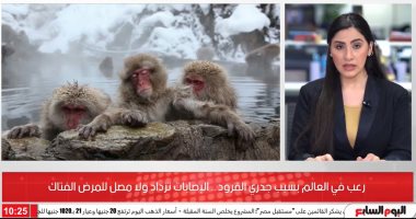 جدرى القرود يرعب العالم.. لا مصل له وينتشر كالوباء (فيديو) 