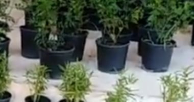 مصنع الشفا فى غيطان دمياط.. شاهد نباتات العطر والعلاجات وكيفية زراعتها