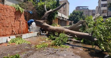سقوط شجرة ضخمة على طفل صغير وكسر حنفية حريق أثناء قطعها بطنطا.. صور 