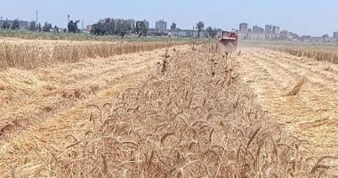 بث مباشر.. حصاد ودريس وتعبئة القمح آليًا بمزارع البحوث الزراعية بكفر الشيخ