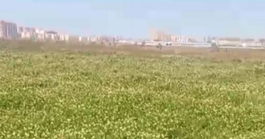 بث مباشر.. اتفرج على البرسيم المزهر اللى هيتعمل تقاوى بكفر الشيخ