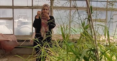 زراعة الأرز فى غير مواعيده.. زراعة أرز بري لأول مرة في مصر خلال الشتاء.. "بث مباشر"