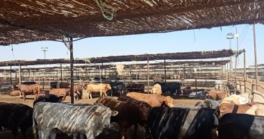 جولة داخل أكبر مزرعة للإنتاج الحيوانى بالصعيد.. تحتوى على 10 آلاف رأس ماشية تسمين