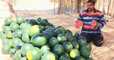 "أحمر وعلى الدواق".. "البطيخ السيناوى" شهد الأراضى الصحراوية بدون كيماويات
