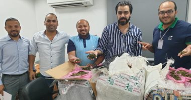 جمارك الطرود البريدية تحبط محاولة تهريب كمية من نبات القات المخدر