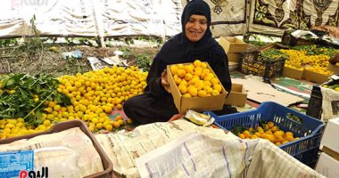 "ده العسل وأنا بياع العسل".. مشمش قرية العمار بيخلى الناس ترقص من فرحة السنة