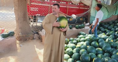 من أكبر شادر للبطيخ بالمنوفية.. مرمل وأحمر والبطيخة ثمنها من 5 لـ20 جنيها.. لايف