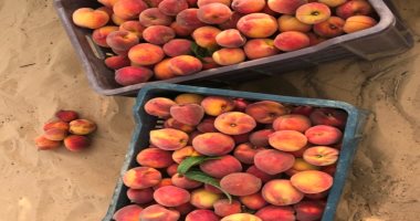 شجرة البركة.. الخوخ السيناوى يرويه المطر وينتج ألذ ثمر طبيعى.. صور