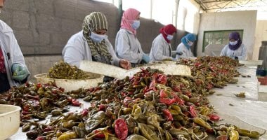 مباشر من جبال الأقصر المشتعلة.. هنا يتم تجفيف الفلفل الحار.. لايف