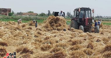 تموين الدقهلية: 331 ألف طن حصاد محصول القمح هذا العام